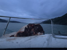 Moskusjagt i Kangerlussuaq 2021. Fangede 2 store dyr. Alu, Maren og Søren afsted. Mødtes med Kim og Jaaku.