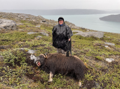 Moskusjagt i Kangerlussuaq 2021. Fangede 2 store dyr. Alu, Maren og Søren afsted. Mødtes med Kim og Jaaku.