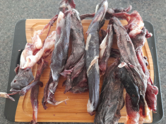 2021-09-02-1901_Toerret-moskus