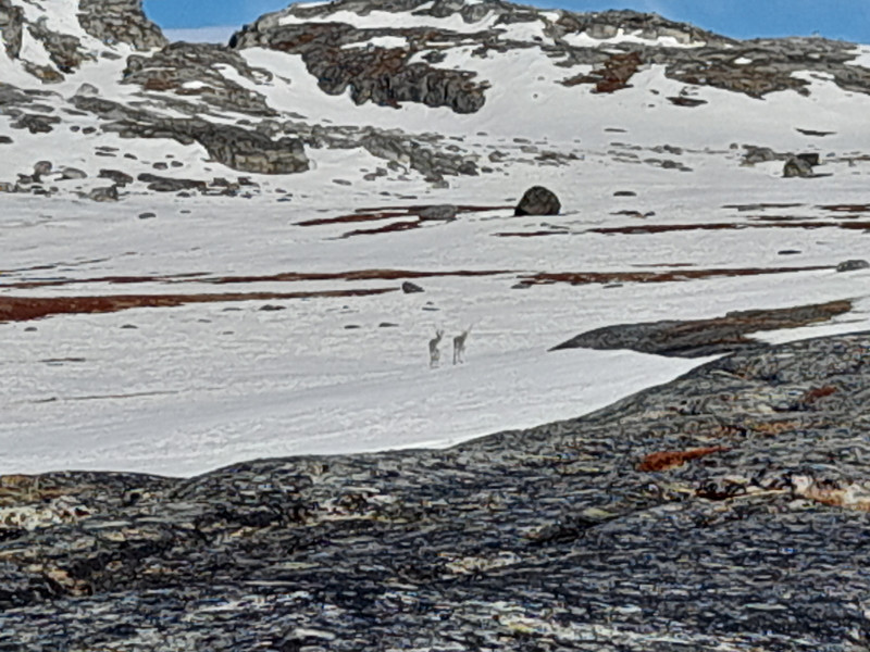 2022-04-15-1048_Gode_1-Rensdyr