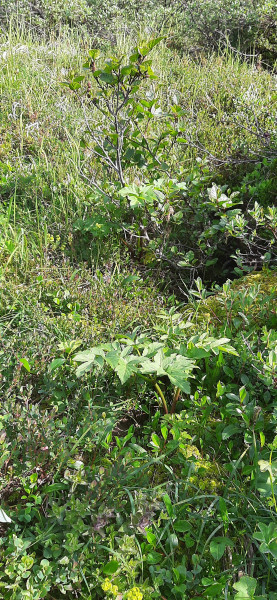 2022-07-23-1034_Gode_1-Vegetation