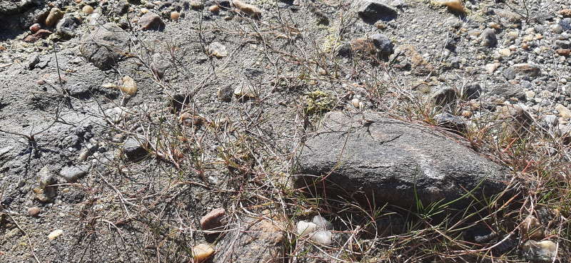 2022-07-24-0931_Gode_1-Vegetation