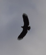 2022-08-20-1807_Gode_1-HavA¸rn-Havorn