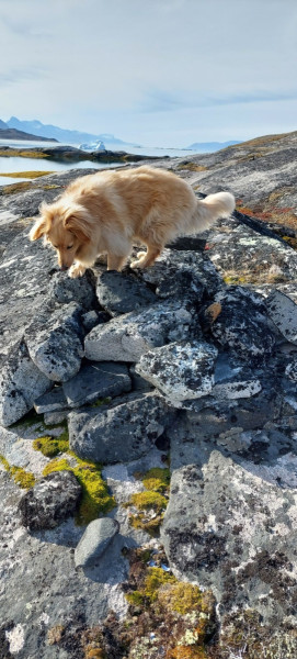 2022-09-10-1116_Genstand_Raevefaelde-Gode_1-Hund_Emily