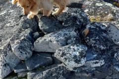 2022-09-10-1116_Genstand_Raevefaelde-Gode_1-Hund_Emily